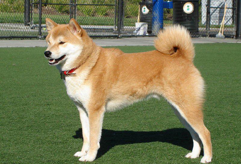 为什么养秋田犬的人少,自身硬伤比较多