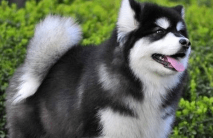 阿拉斯加吃什么,原来它喜欢吃这个