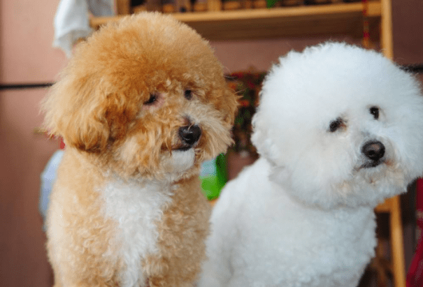 比熊和泰迪哪个好?来对比下各自的优缺点