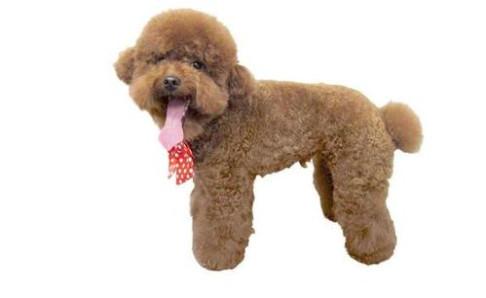 泰迪一天喂几次？根据它的情况这样来计划