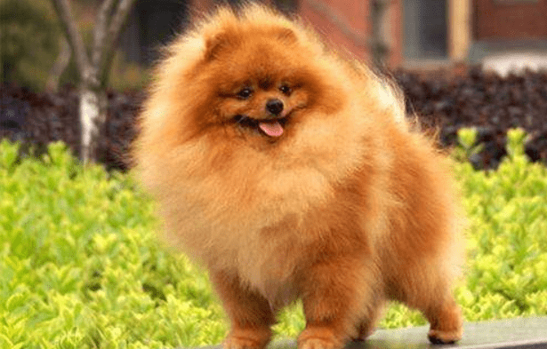 博美老是流眼泪怎么回事？要注意这些方面的问题