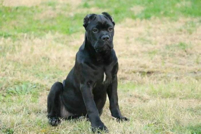 卡斯罗犬怎么样?犬是好犬,就是面相不友善