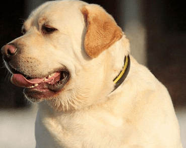 十大忠诚的狗排名,上榜的都有哪些