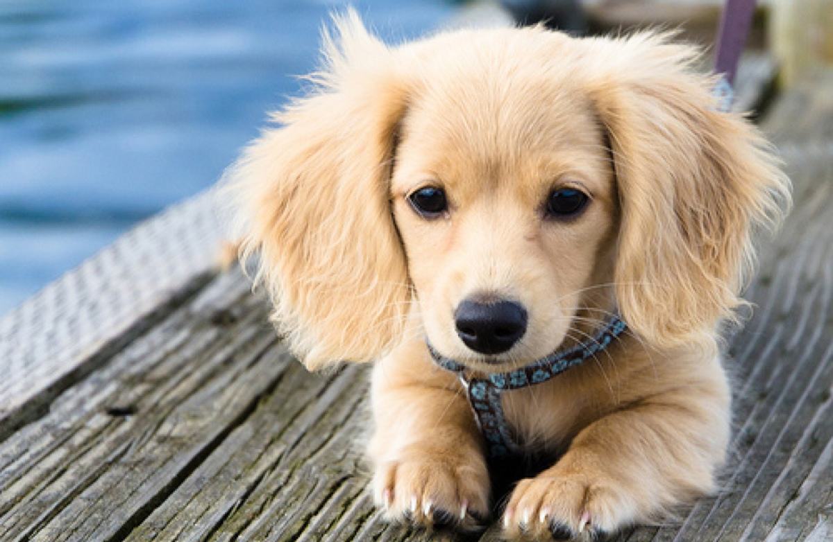 宠物托运需要多少钱,这些费用看到吓一跳