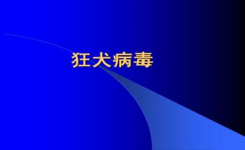 狂犬病毒潜伏期,科学的说法是这样的