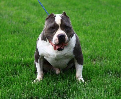 恶霸犬怎么训练,这些方法让它更听话
