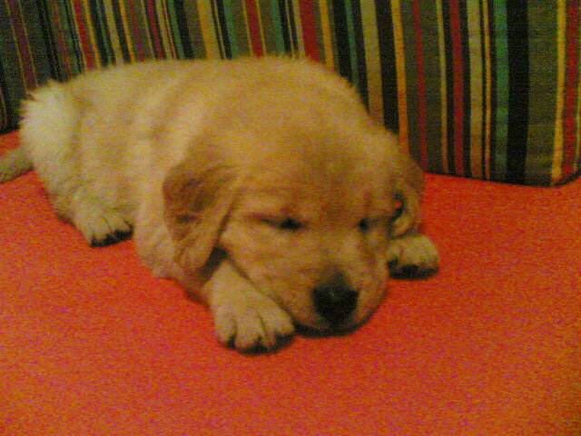 很多人都说&ldquo;累成狗&rdquo;，你觉得狗有你累么？