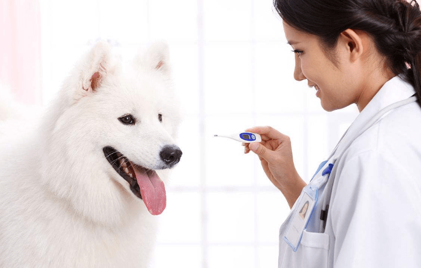 小狗发烧的症状 5大症状3大绝招