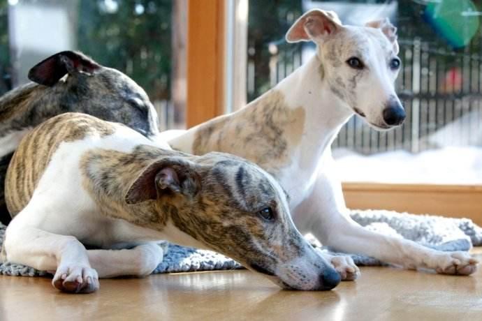 惠比特犬吃什么最好?营养全面均衡才是最好的