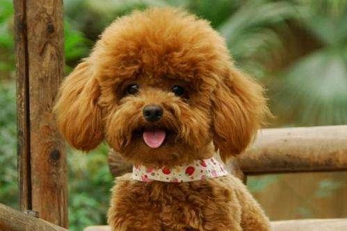 狗狗有皮肤病怎么治？皮肤病也分很多种的