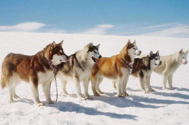 阿拉斯加犬要怎么训练,干货教程来学学