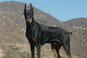 杜宾犬凶吗?外表并不代表内心