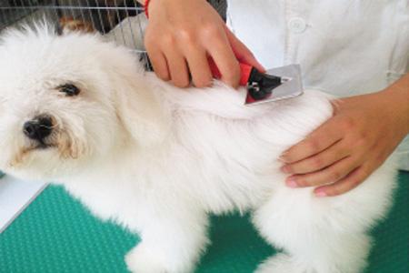 开宠物店需要什么?行业老手教你快速起步