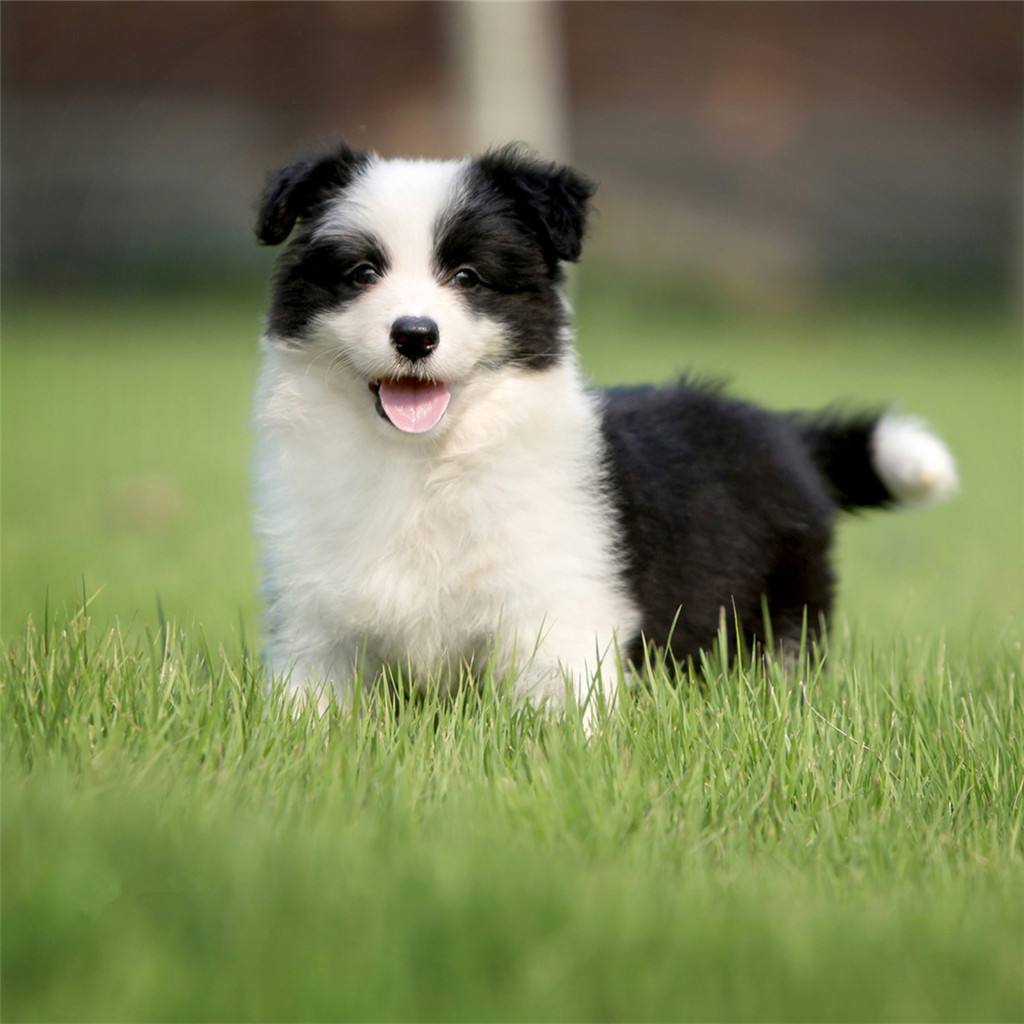 如何训练边境牧羊犬,学会这些你就是资深驯狗师