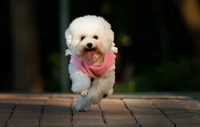 贵妇犬傲娇吗？真相让你不得不宠爱