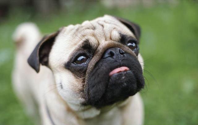 巴哥犬掉毛吗？是否掉毛还要看这些因素