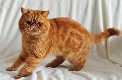 小猫有跳蚤怎么办，三招彻底消灭革子