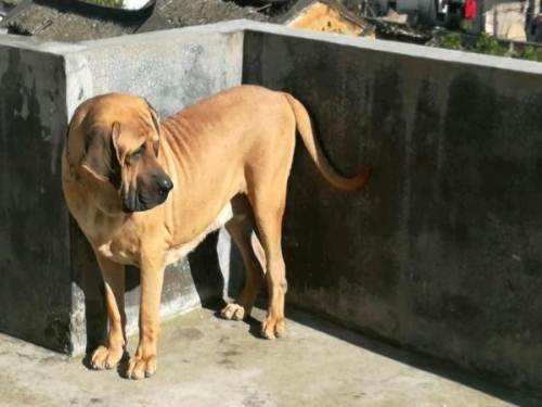 卡斯罗与菲勒体型谁大,小卡和小菲的世纪之争