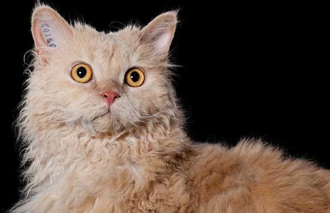 猫吃什么食物,除了鱼这些其实也都爱吃