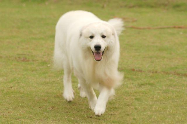 大白熊犬缺点有哪些?四大典型缺点总结