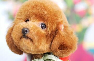 泰迪犬怎么训练比较好?掌握几点秒变“哮天犬”