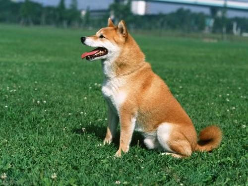 柴犬吃什么狗粮,五个方面详细解析