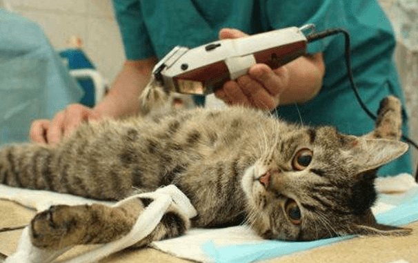 猫什么时候绝育?一般这个时候就可以了