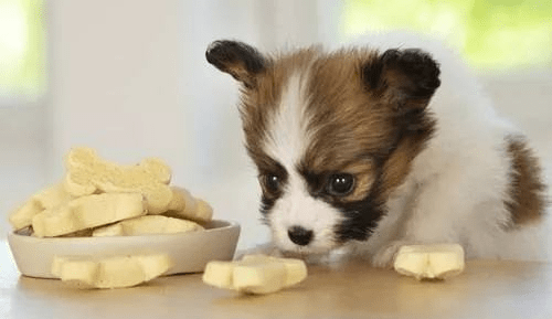 小狗不吃不喝怎么办?细心观察有方法