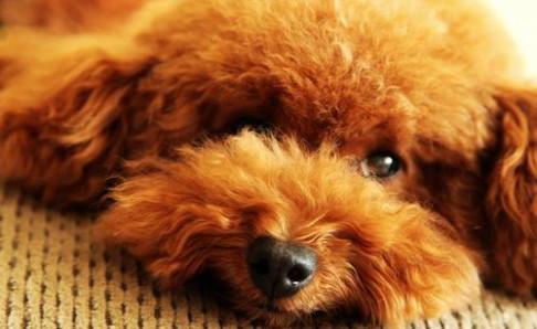 泰迪狗为什么要断尾？有句话叫为了它好