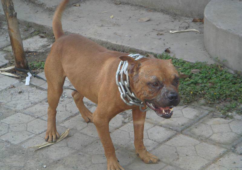 比特犬会咬主人么?兽性难改,小心为上