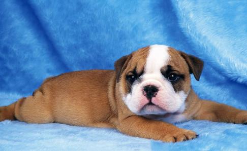 狗狗多大打疫苗？标准是这样来的