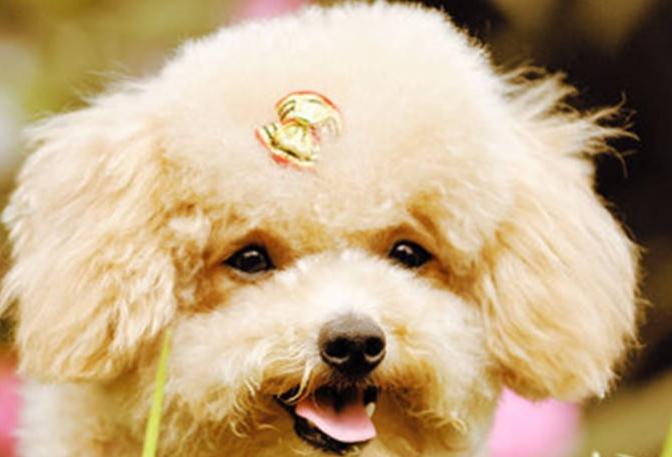 泰迪犬一天喂几次?管饱别猛喂养