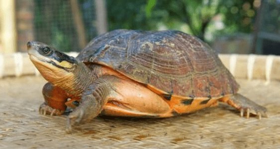 乌龟能活多少年，千年王八万年龟是这样来的