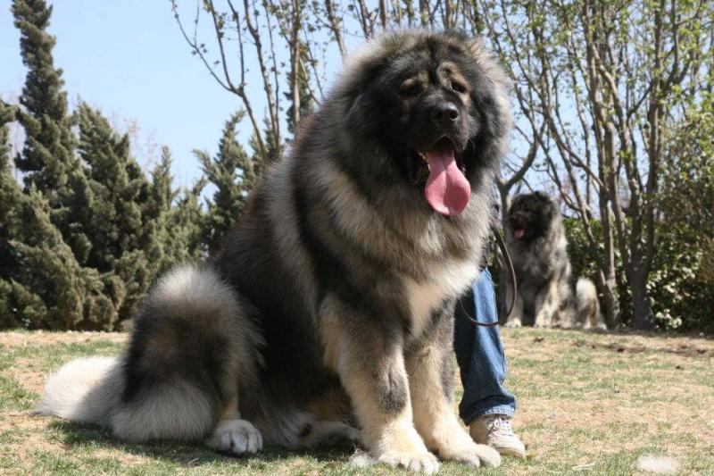高加索犬一天吃多少?胖子都是吃出来的