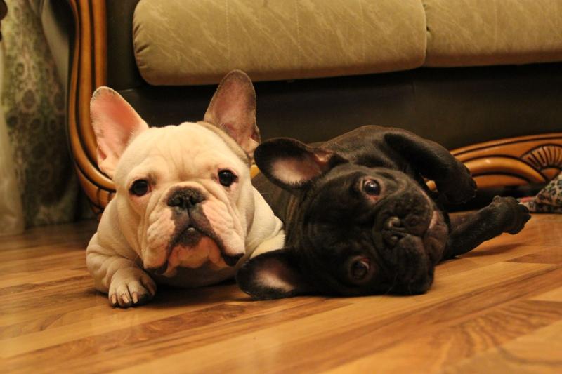 怎么训练法国斗牛犬？狠得下心，拉的下脸