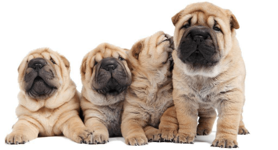 沙皮狗价格,各地城市价格差距大