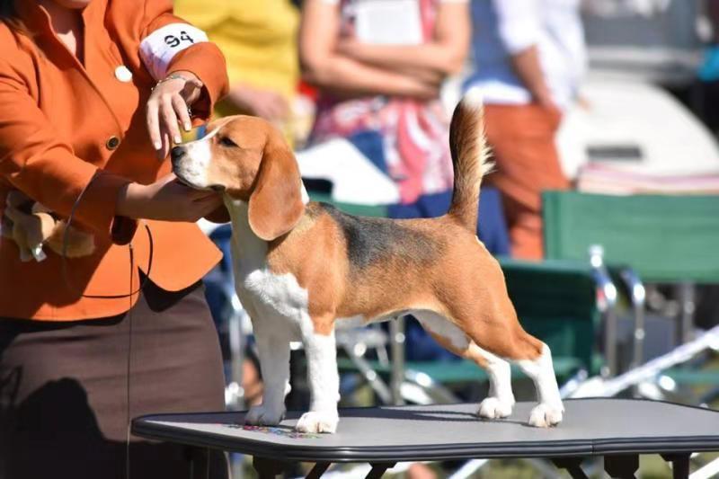 比格犬如何训练,了解比格犬训练小技巧