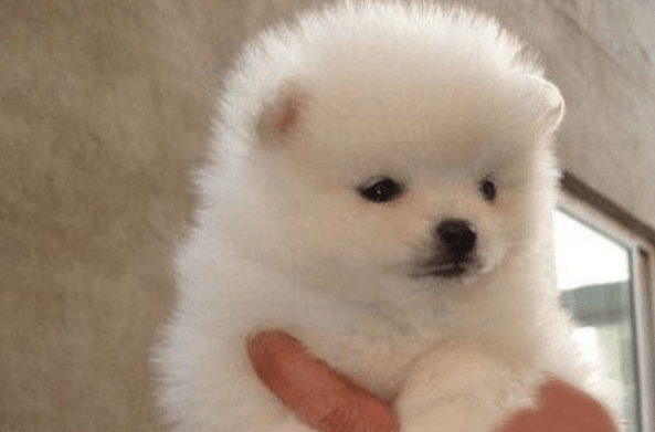 博美呕吐发抖怎么回事？这些情况都得排查