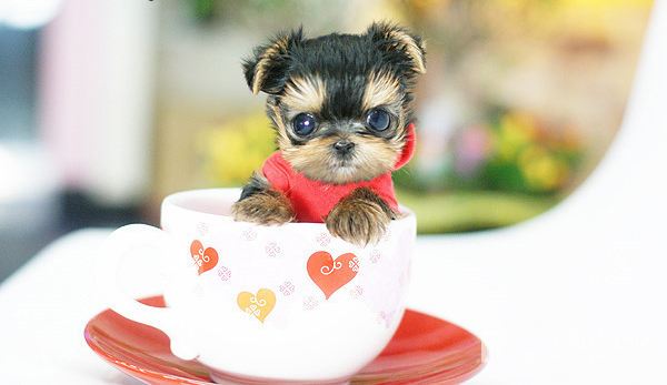 茶杯贵宾价格,后悔知道的太迟了