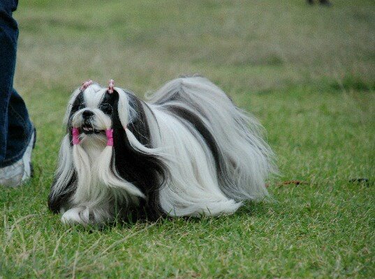 西施犬吃什么,这些讲究你了解吗