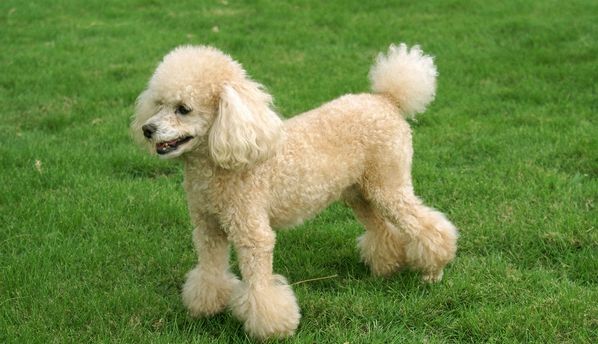 贵宾犬吃什么 这些食物千万不能碰