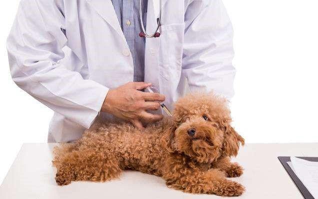 小狗疫苗怎么打？科学的喂养方式应该遵从