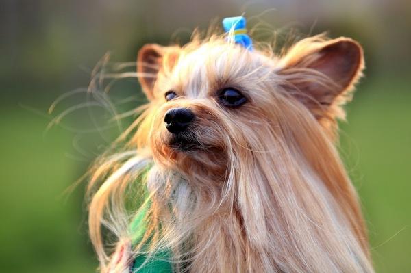 西施犬和约克夏的区别,简直不要太像
