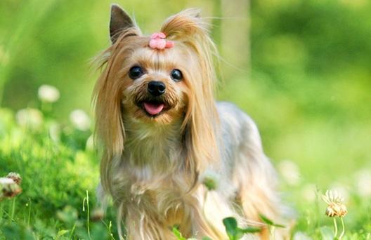 西施犬和约克夏的区别,简直不要太像