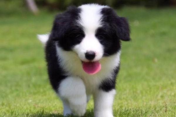 边境牧羊犬为什么禁养,这些常识你要清楚