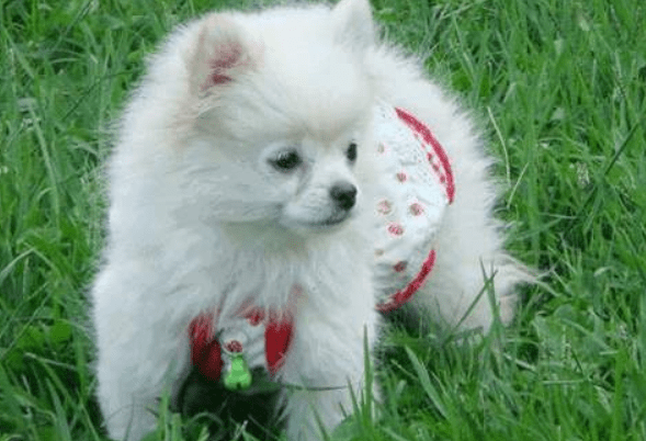 博美犬和银狐犬的区别，其实差别挺大的