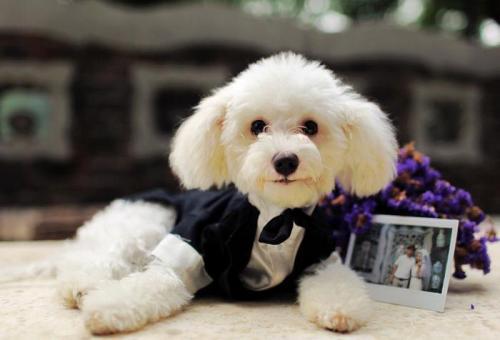 狗狗能吃火腿肠吗?尽量不给它吃这个