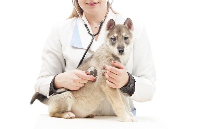 宠物医生一般要学几年?最长不超过五年,不过学海无涯