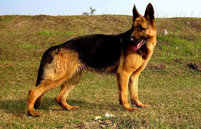 德国牧羊犬特征,教你选购优秀德牧