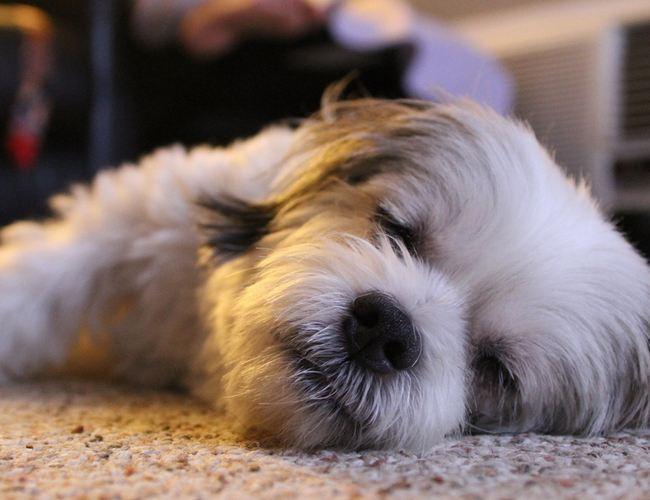 狗狗什么时候驱虫，从幼年开始就要有个周期